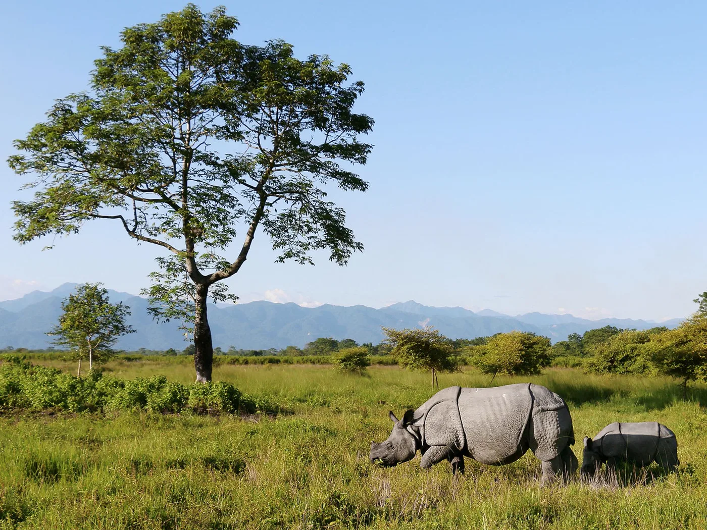 Assam Wildlife Trail - Manas, Nameri, Kaziranga & Guwahati