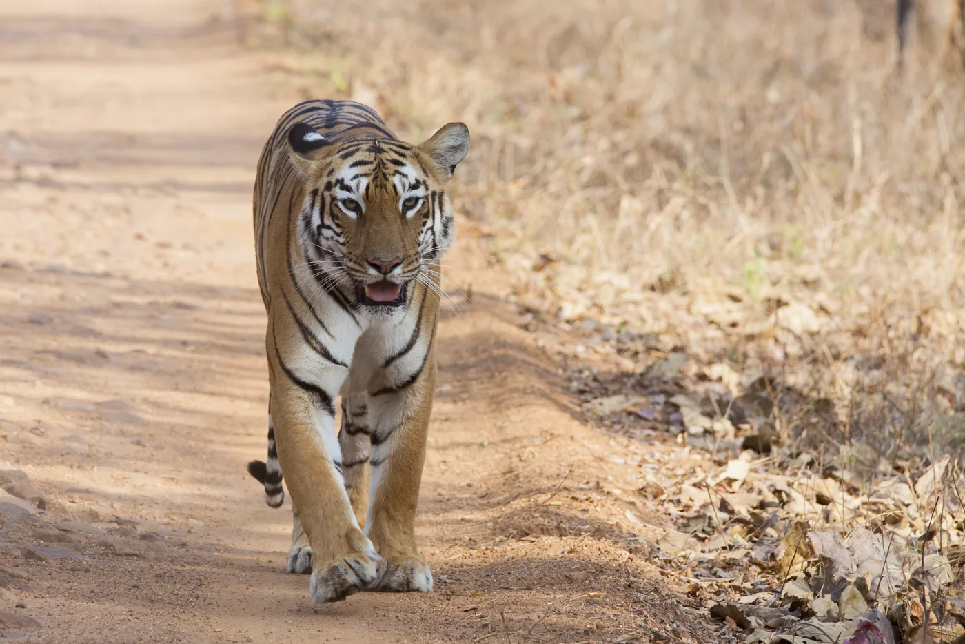 Tadoba Tiger Reserve - Maharashtra's Premier Wildlife Escape